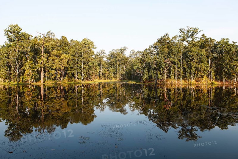 Trees reflected in Twenty Thousand Lake