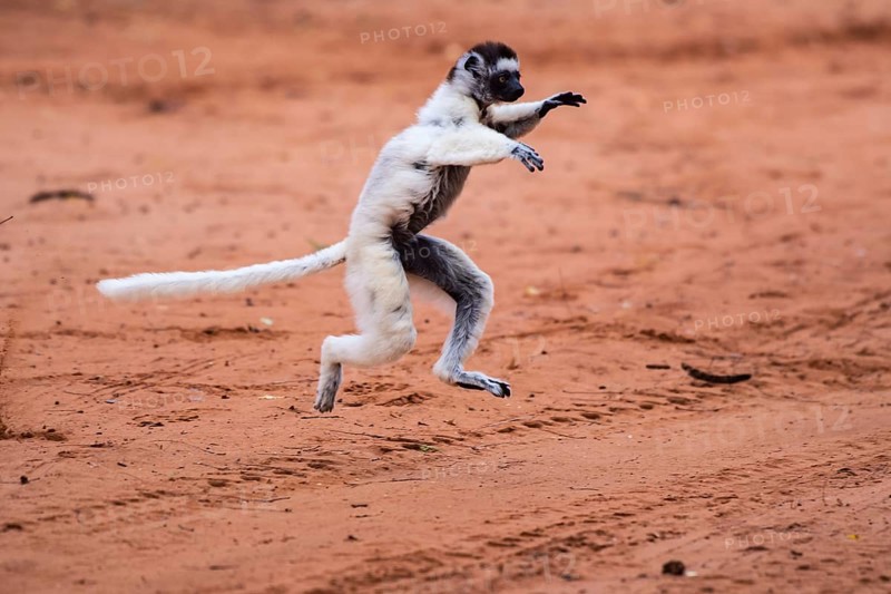 Dancing Verreaux's sifaka