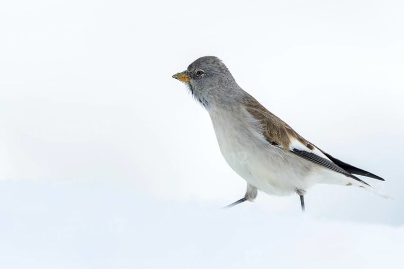 White-winged snowfinch