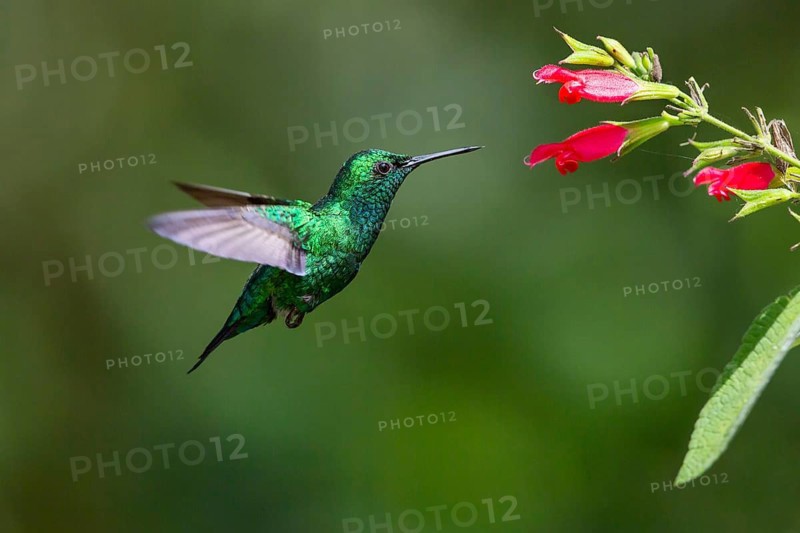 Blue-tailed emerald