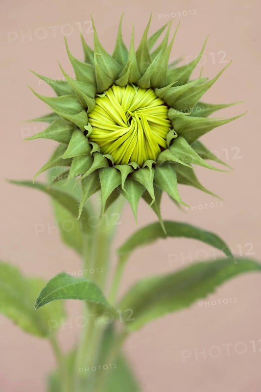 Not yet bloomed sunflower