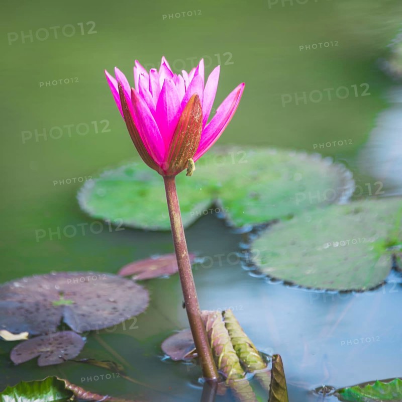 Pink Blossom