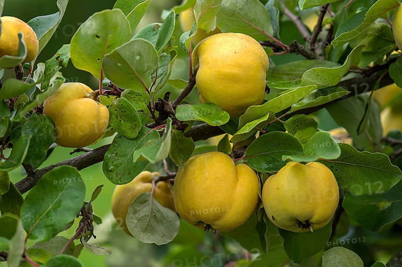 Ripe apple Quinces