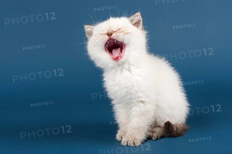 British shorthair cat