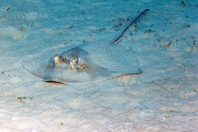 Blue spotted stingray