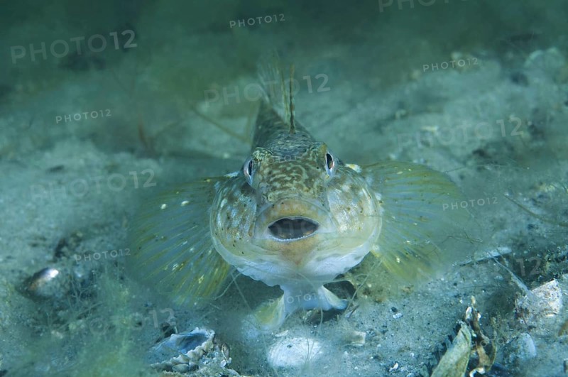 Round goby