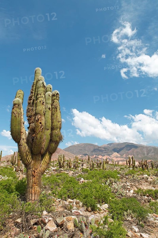 Landscape with Echinopsis Atacamensis