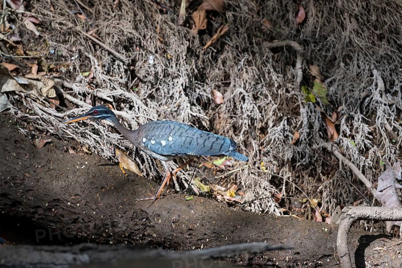 Sunbittern