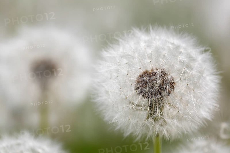 Blowball