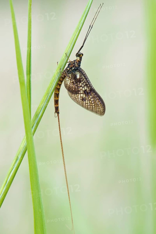 Mayfly