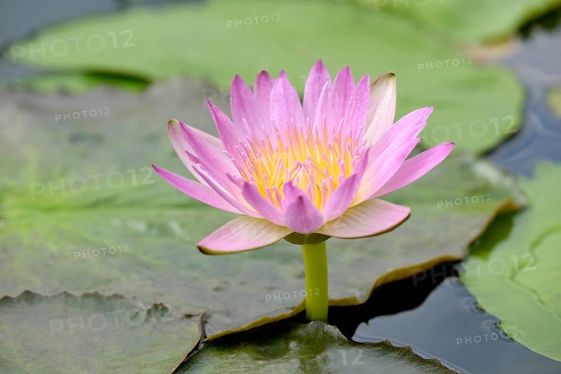 Water lily