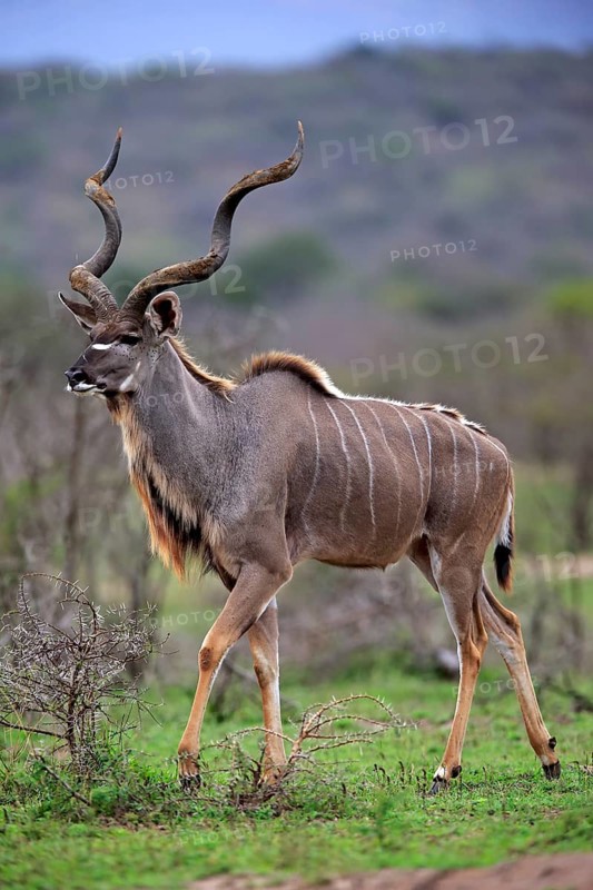 Zambezi greater kudu