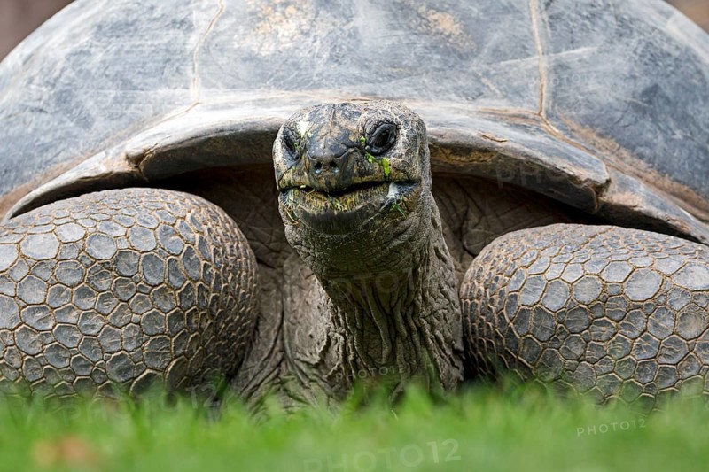 Aldabra Giant Tortoise