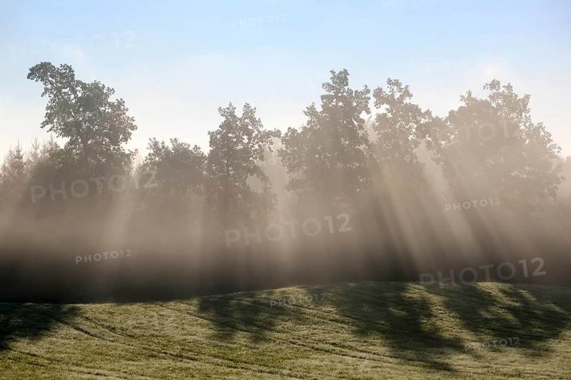 Sunbeams shine through trees in the morning mist