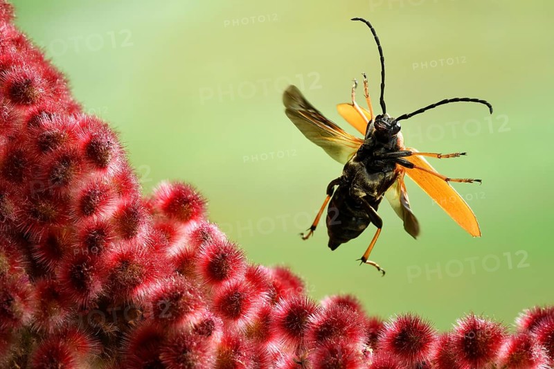 Red longhorn beetle