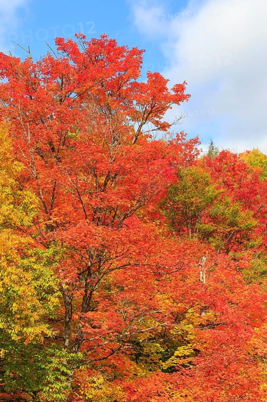 Autumn colors