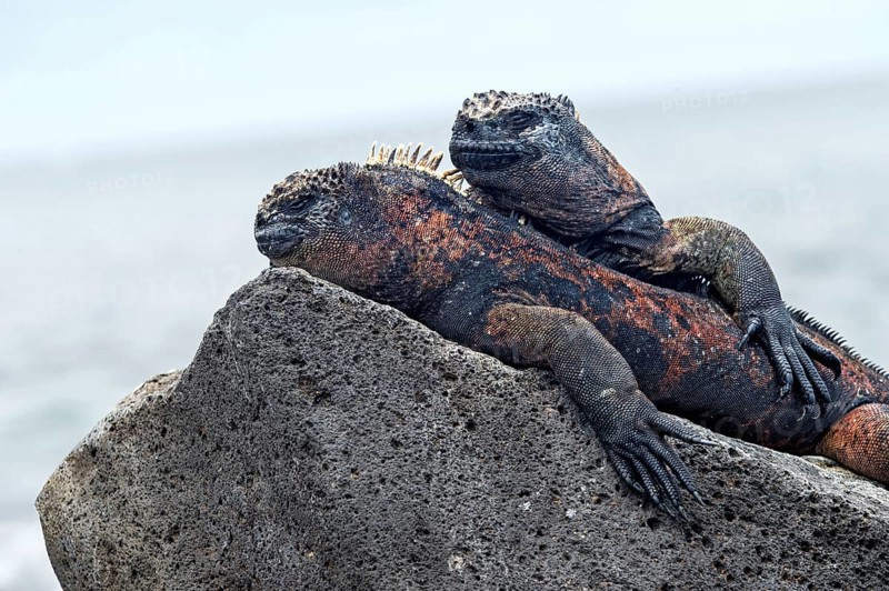 Two Marine iguanas