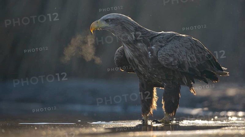 White-tailed eagle