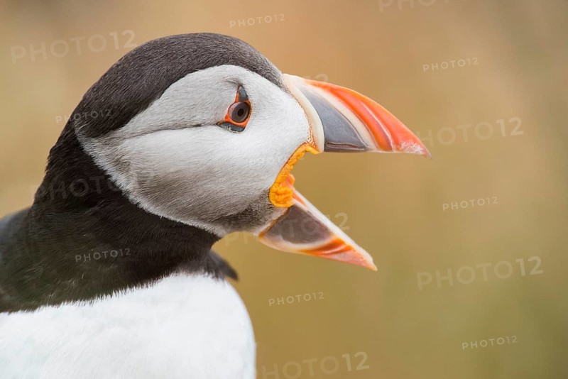 Puffin