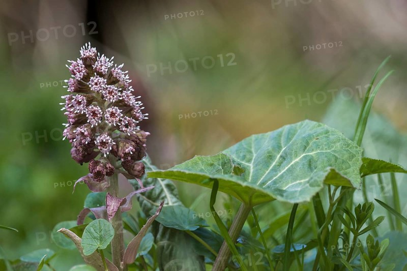 Inflorescence