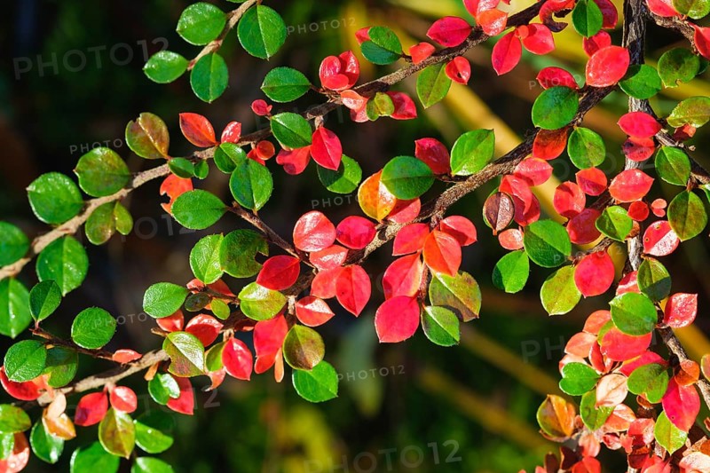 Autumnal colored leaves