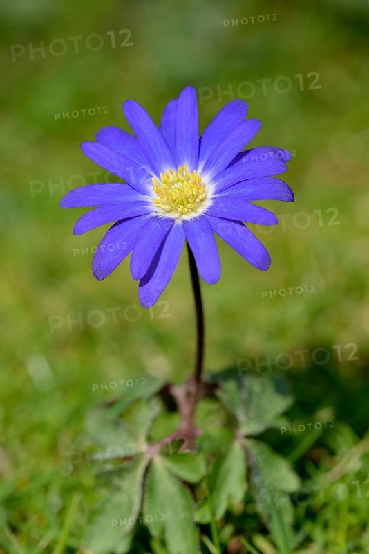 Grecian windflower