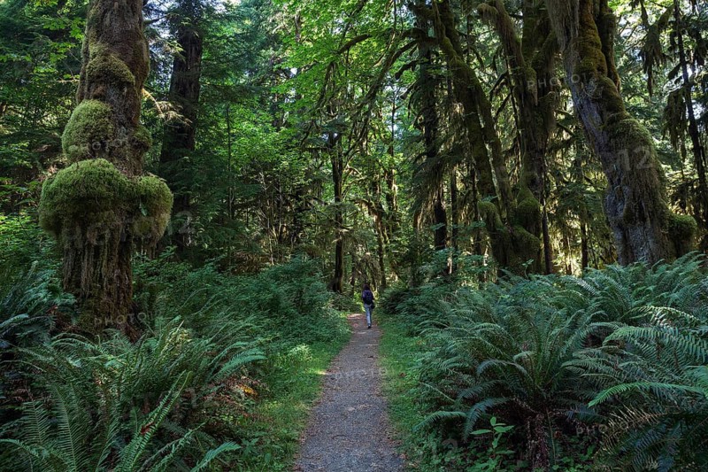 Vegetation with ferns on Kestner Homestead Trail