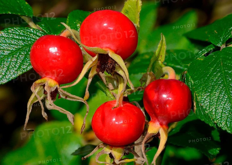 Red fruits of Rose-hip