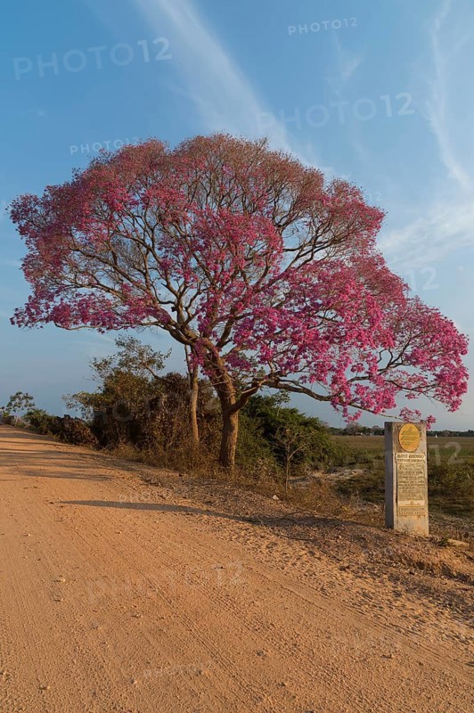 Pink Ipe tree