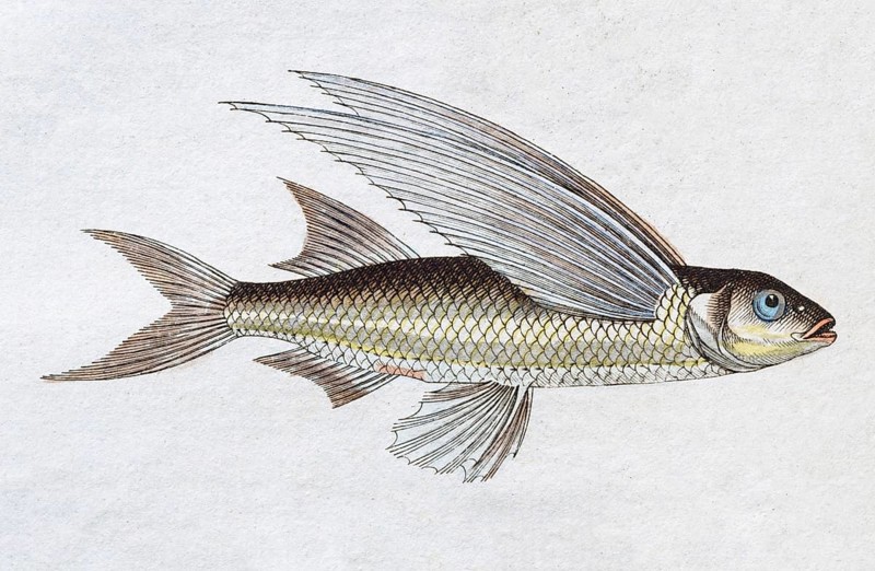 Flying Fish
