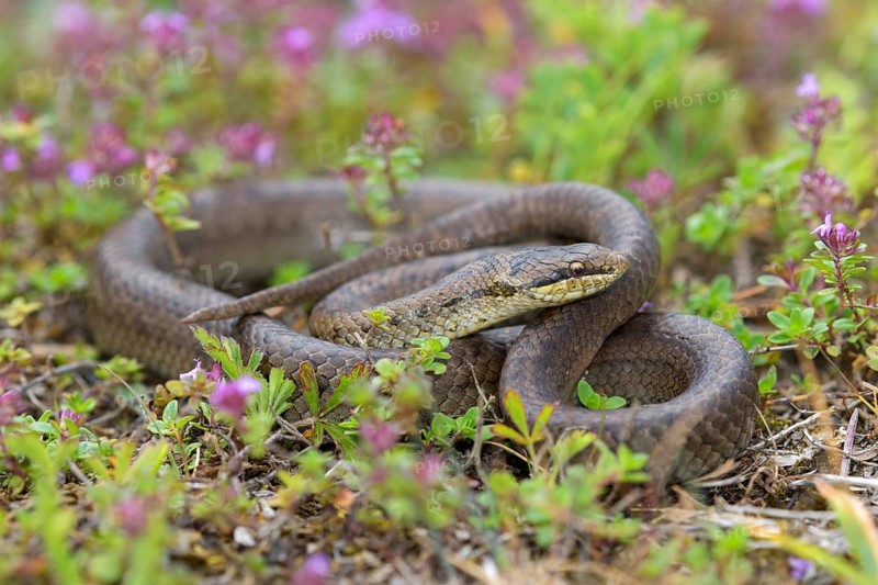 Smooth snake