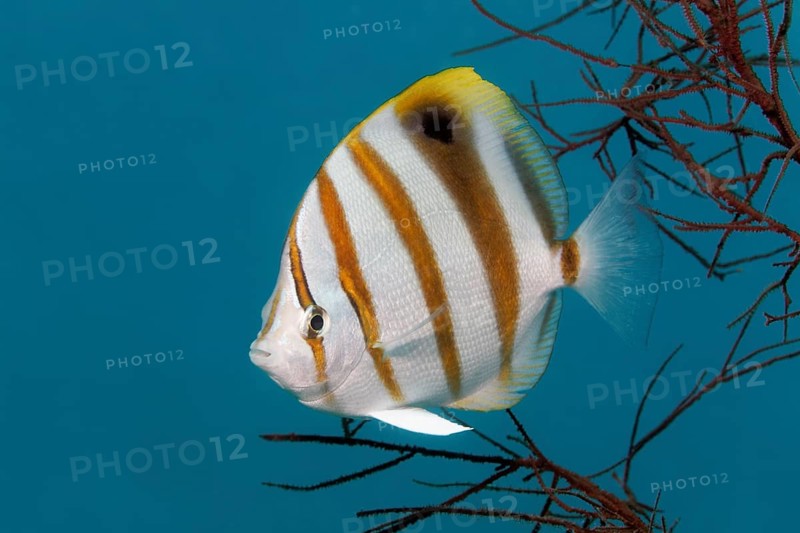 Sixspine butterflyfish