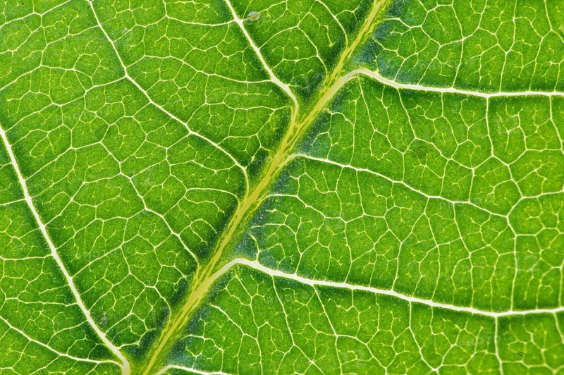 Net-like leaf veining