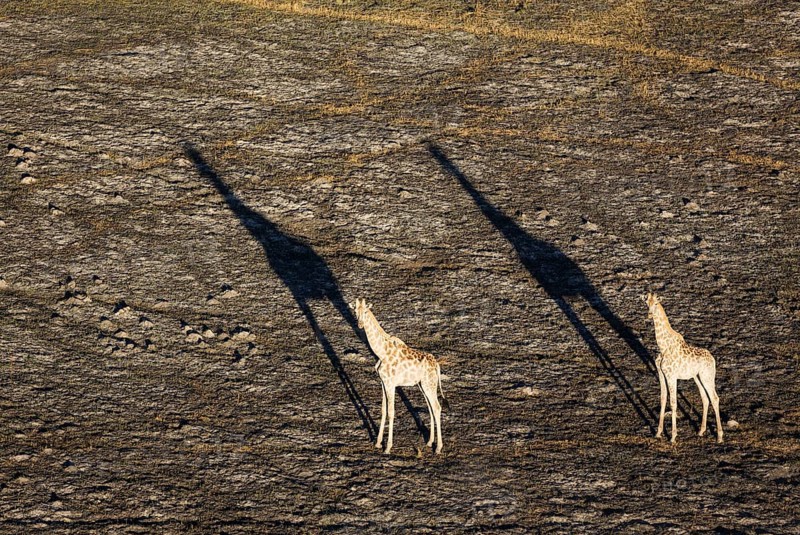Southern Giraffe