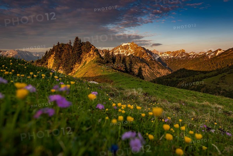 Sunrise behind meadow with Globeflowers