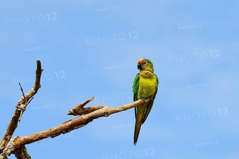 Peach-fronted conure