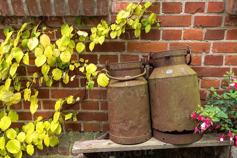 Rusty old milk cans in front of a brick wall