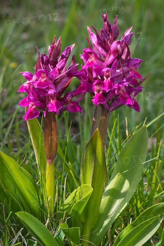 Elder-flowered Orchid