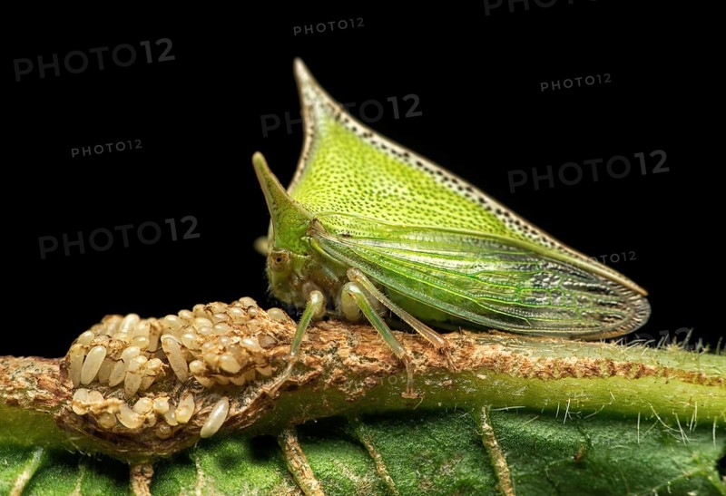 Treehopper