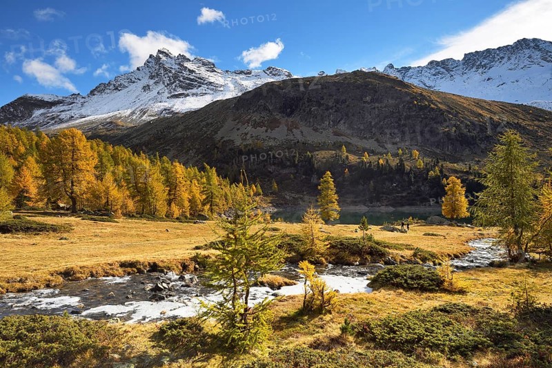 Larch forest in autumn