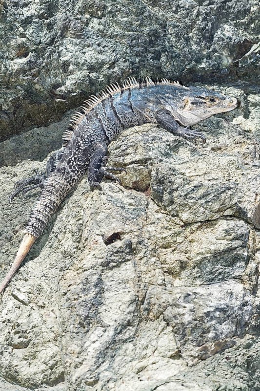 Black spiny tailed Iguana