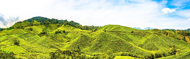 Tea plantations