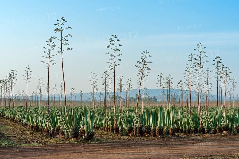 Sisal agave