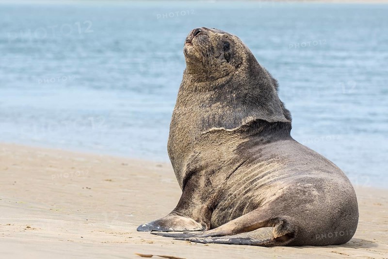 New Zealand sea lion