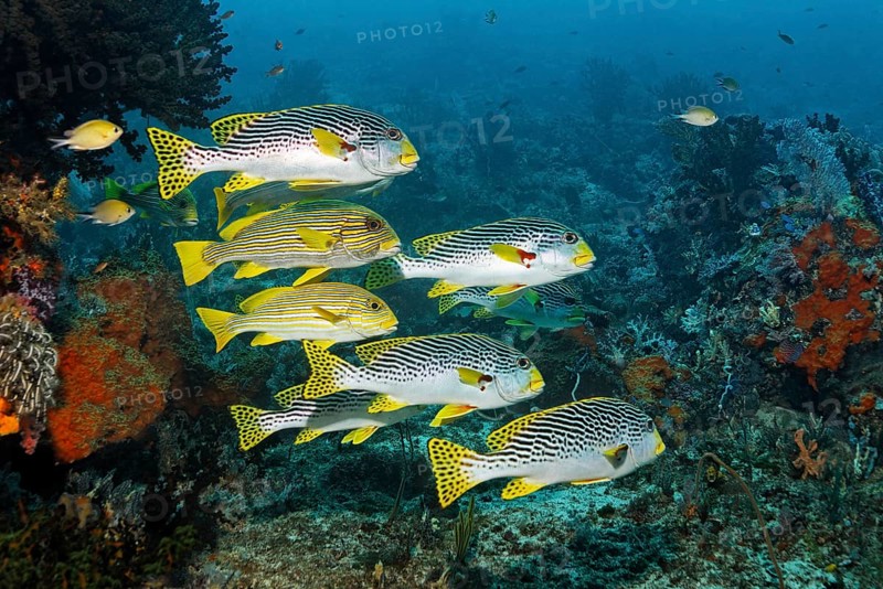 Mixed school of fish