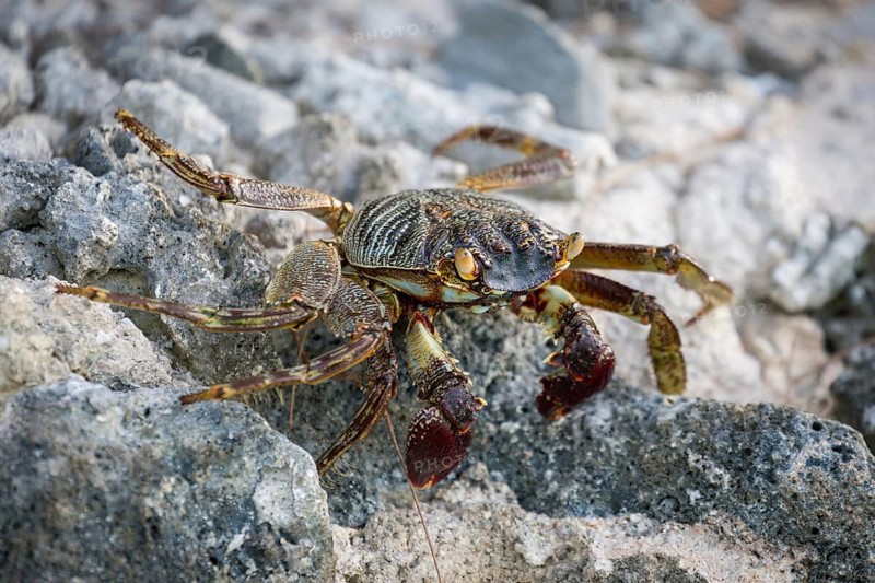 Shore crab