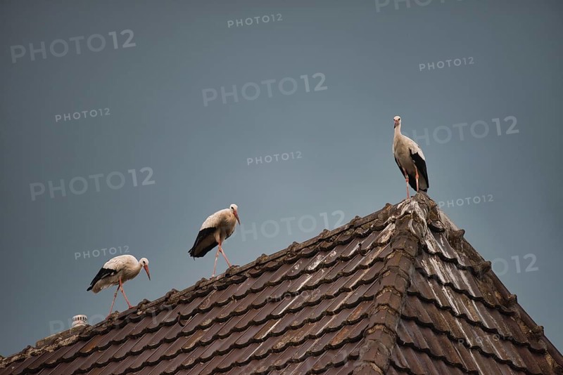 Three White storks