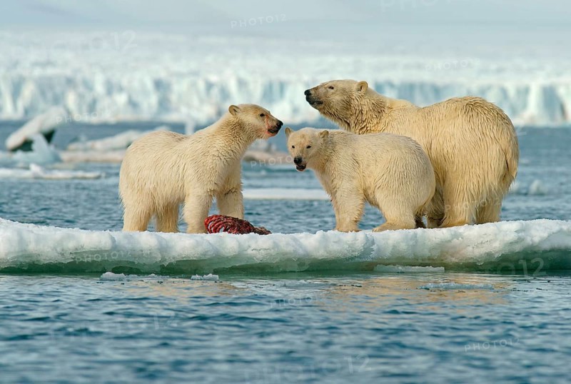 Polar bears