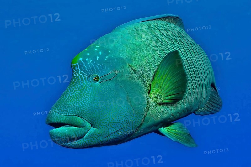 Napoleon fish