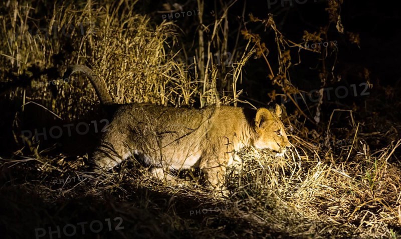 Lion
